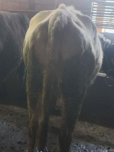 Коровы, быки: Продаю | Бык (самец) | На откорм | Привязанные — 9