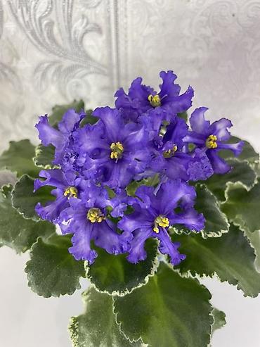 Фиалки и глоксинии: Фиалочки!!! Продам: 1. Укорененные черенки стандартных сортовых — 27