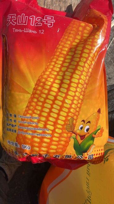 продам кукурузу в початках: Семена китайской кукурузы Тянь Шань 5 Лидер в своей группе спелости