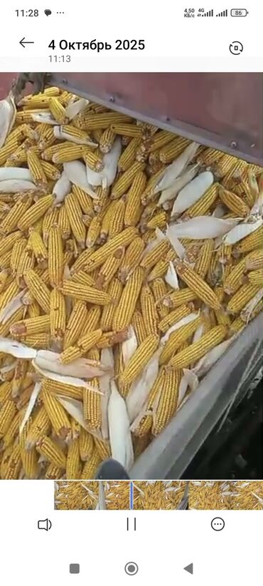питбуль цены: Продаю кукуруза 🌽 сорт пл700 турецкая цена 13,5сом с доставкой