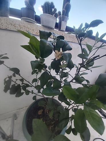 Ev üçün digər mallar: Limon ağacı. Bar verəndir — 12