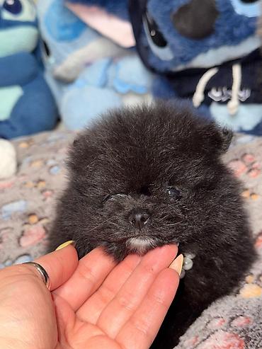 İtlər: Şpitz, Erkek — 8