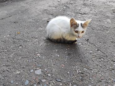 Мышыктар: Отдам котят в добрые руки! 2 кошечки и 2 котика Дворовая кошка — 2