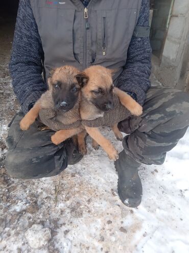 шарпей собака цена: Бельгийский овчарканын кучуктору сатылат 2ай болду.Баасы10000 сомдон