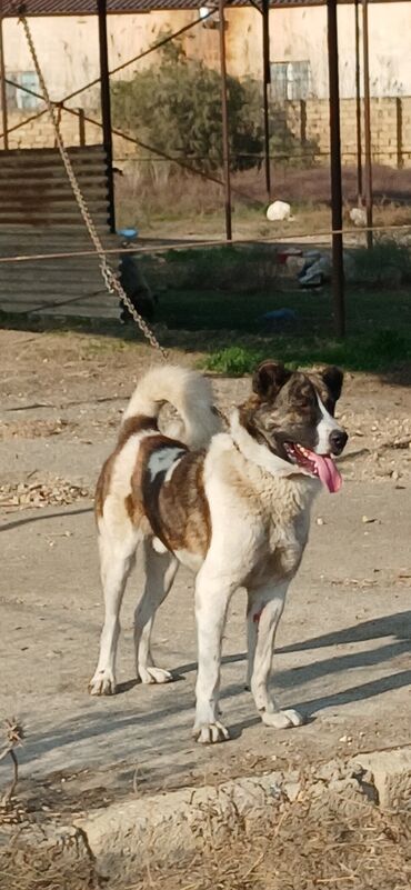 İtlər: Qurdbasar, 1 il, Erkek, Peyvəndli, Ödənişli çatdırılma — 8