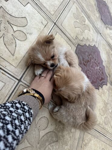 İtlər: Pekines, 3 ay, Dişi, Peyvəndli — 11