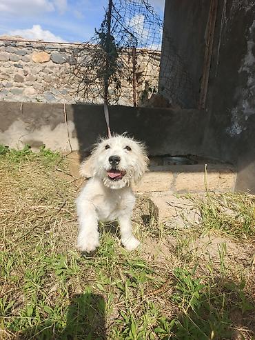 labrador balasi satilir: Koker spaniyel, 3 ay, Erkək, Peyvəndli, Ünvandan götürmə — 3