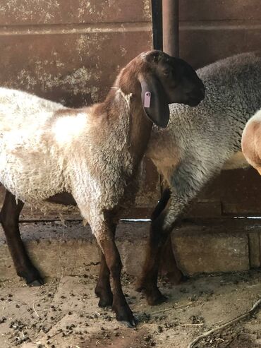 арашан порода овец: Продаю | Овца (самка) | Арашан | Для разведения | Ярка