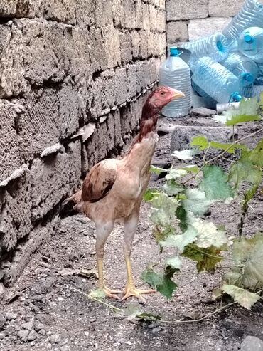 Digər quşlar: Sona qədər oxuyub sonra əlaqə saxlayın. 2 beçədi 2 fərə hərəsinin — 14