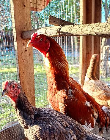 Toyuqlar: Toyuq, Damazlıq — 1