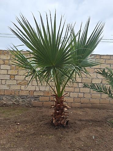 Satış üçün dekorativ palma ağacları. - Növ: Fan palma (Washingtonia lalafo.az -da Satış üçün dekorativ palma ağacları. - Növ: Fan palma (Washingtonia