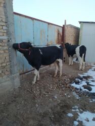 домик для кошки многоуровневый: 2 баш торпок сатылат биро эркек, биро ургачы парода энеси Галштин