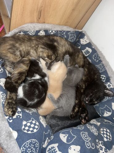 кошка котенок: Кошка даром: Беспородная, 1 месяц, Мальчик