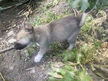 İtlər: 1 ay, Erkek, Peyvəndli, Ödənişli çatdırılma — 3