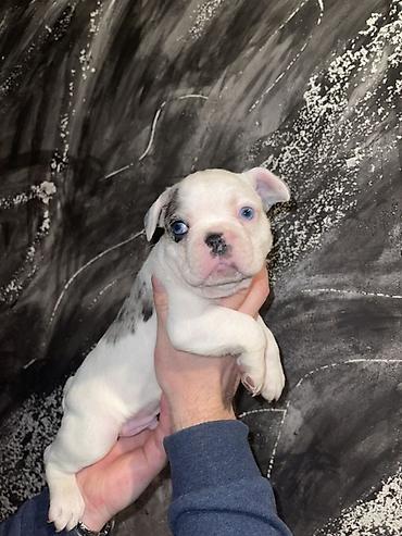 Psi: Francuski bulldog štene, jedinstven merle šare. Kompaktno, snažno — 13