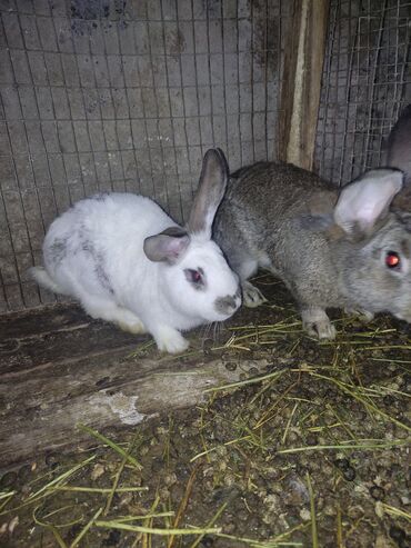 продаю кролики: Продаю | Крольчиха (самка), Кролик самец | Калифорнийская