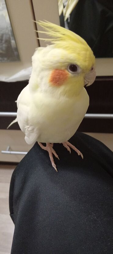 Balıqlar: Nymph (cockatiel) – sarı-krem rəngli, yanaqlarında narıncı “ləkələr”