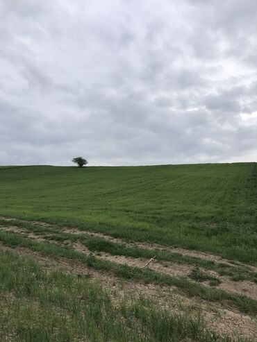 nabran şahdağ istirahət mərkəzi: 128 sot, Kənd təsərrüfatı, Mülkiyyətçi, Kupça (Çıxarış)
