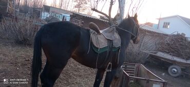 Лошади, кони: Продаю | Жеребец | Полукровка | Конный спорт