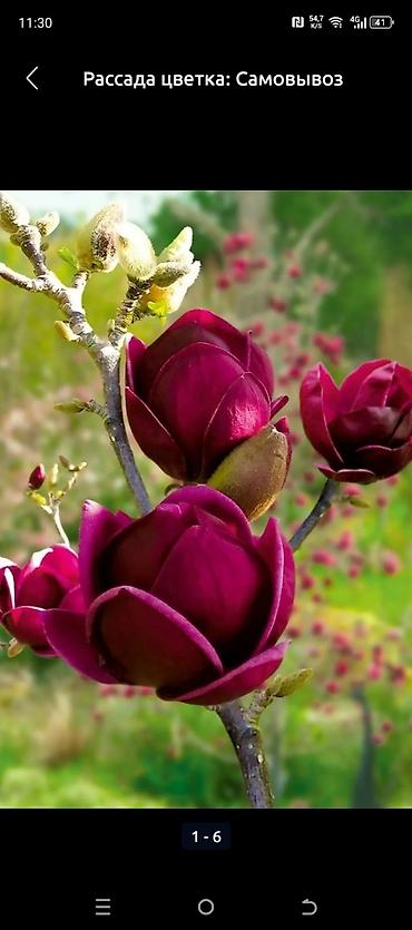 Газон: САЖЕНЦЫ САМШИТЫ саженцы кустарников саженцы магнолии саженцы олеандра at lalafo.kg — 4 Газон: САЖЕНЦЫ САМШИТЫ саженцы кустарников саженцы магнолии саженцы олеандра — 4