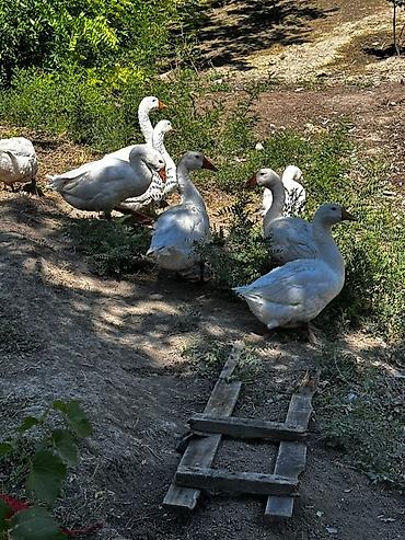 утки жирные: Домашние гуси - Порода: белые сельские (крупные, с оранжевым клювом и — 2
