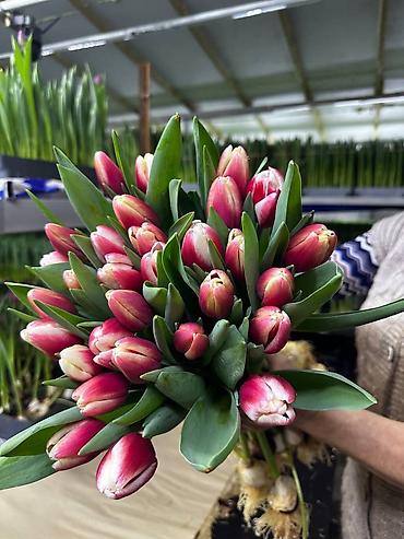 Букеты из живых цветов: Тюльпаны с луковицей — букеты прям с теплицы - Срезка с сохранённой — 4