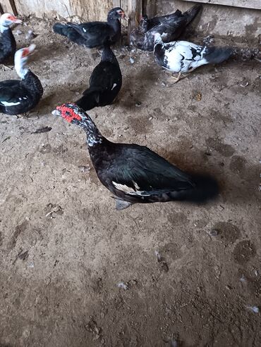 Ördəklər: Satılır: ördək və toyuq/quzuqoyun qarışıq həyət quşları - Növlər — 3