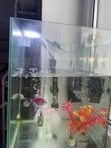 аквариум для рыбы: Продается аквариум полный комплект + 5 маленьких рыбок Покупали в