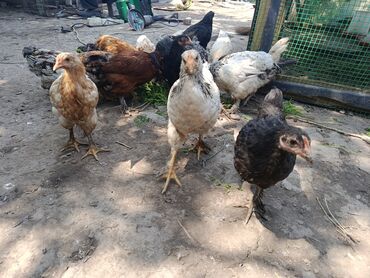 Тоок чожо сатылат 2 айлык