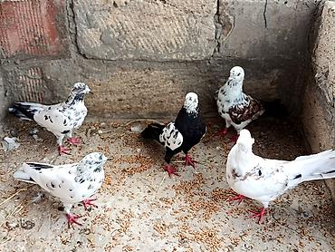qus nomreleri: Salam Qusdar tergidilir qiymət diqqət üçün yazilib her cütlüyün öz — 6