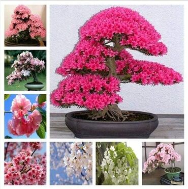 Semena i sadnice: Sakura Bonsai mini japanska trešnja seme
Cena: 550din/5 semenki — 1