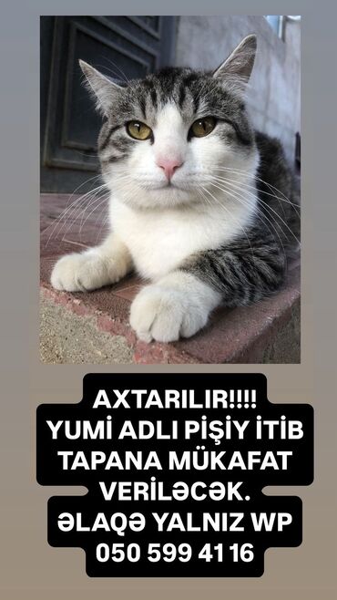 İtlər: Şinşilla, Erkək