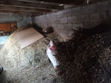 Продажа домов: Времянка, 53 м², 3 комнаты, Собственник — 17