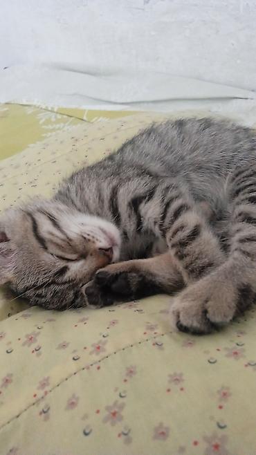 ангор: Котёнок тигрового окраса - Милый домашний котёнок с мягкой короткой — 1