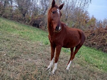 сколько стоит собака породы доберман: Продаю | Жеребенок | Рабочий