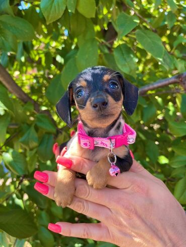 Psi: Odgajivacnica pasa "Happy Puppies" ima u ponudi patuljaste jazavicare — 1