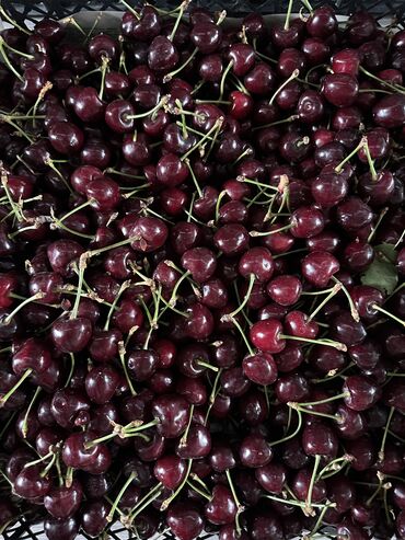 жугору пресс: Продаю сладкую, вкусную черешню. 1 кг 250 сом