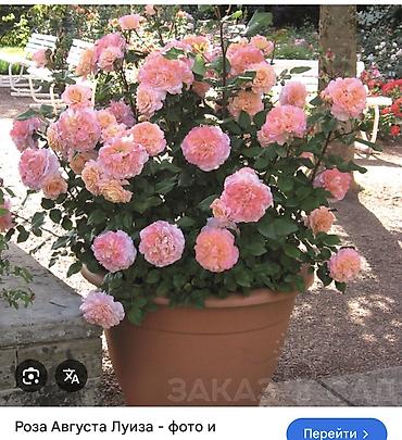 Роза: Саженцы — 27