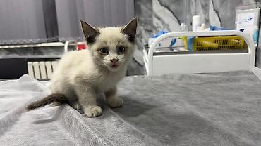 котята ош: Кошка даром: Беспородная, 2 месяца, Мальчик — 2