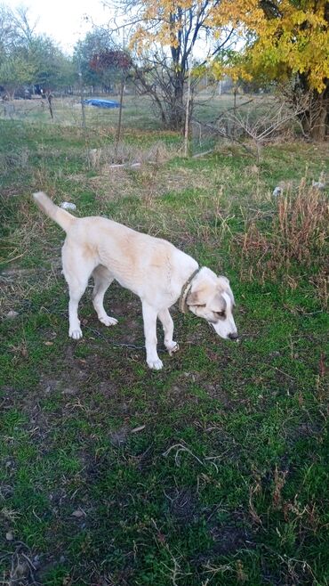 дом для собака: Щенок крупной породы алабай светло-бежевый окрас с белыми и серыми