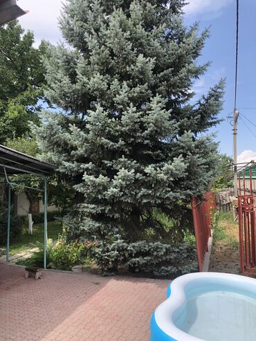 Продажа домов: Дом, 1000 м², 5 комнат, Собственник, Косметический ремонт — 14