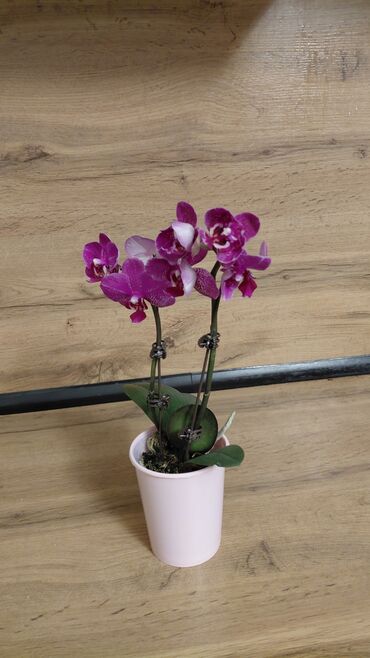 Декоративные цветы: Комнатные цветы — 7