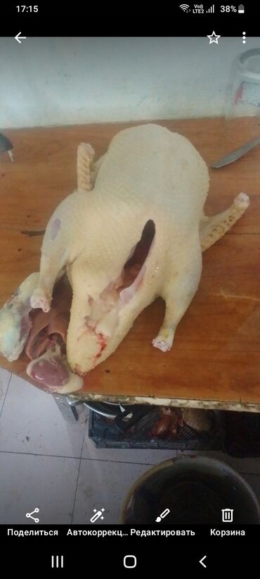 Ördəklər: Lal ördek balaları 1 ana 13 bala 3 heftelikdiler aqır çekili rengleri — 6