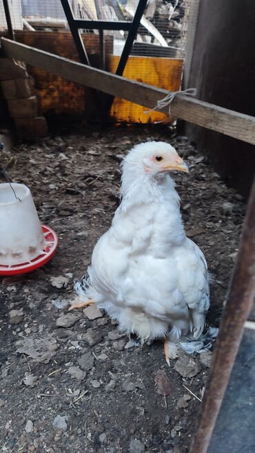 дом животных: Сатам | Тооктор | Брама | Союуга