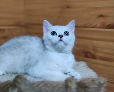 скоттиш страйт шотландская прямоухая кошка: Скотиш Страйт (Шотландская прямоухая), 2 месяца, Мальчик, Серебристая шиншилла, Приучена к лотку, Проглистована