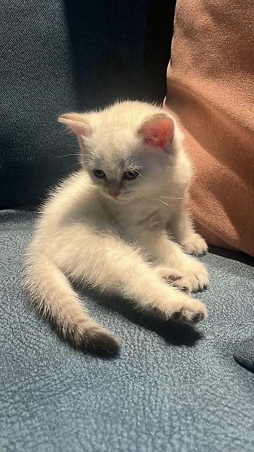 Pişiklər: Britan — 7