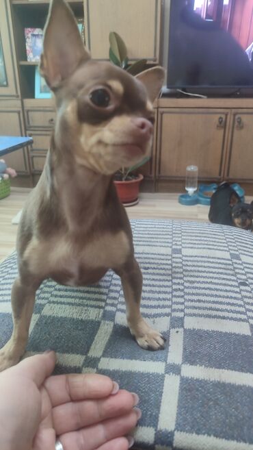 Вязка собак: Вязка. Предлагается для вязки, то есть для любовных встреч — 8