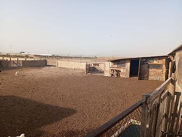 İcarəyə binalar: Ferma satılır ferma Xızı rayonu yeni yaşma kəndində yerləşir 12 sotun — 9