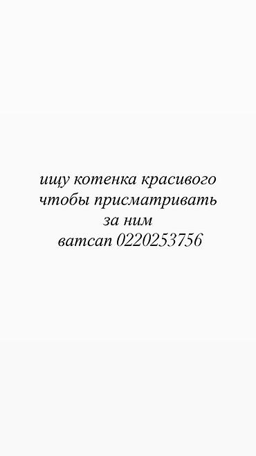 секус сабака: Ищу котенка — 1
