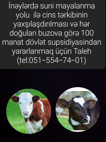 inək öd daşı: Kürdəmir rayonu